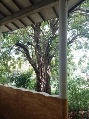 Kon Tree Shade